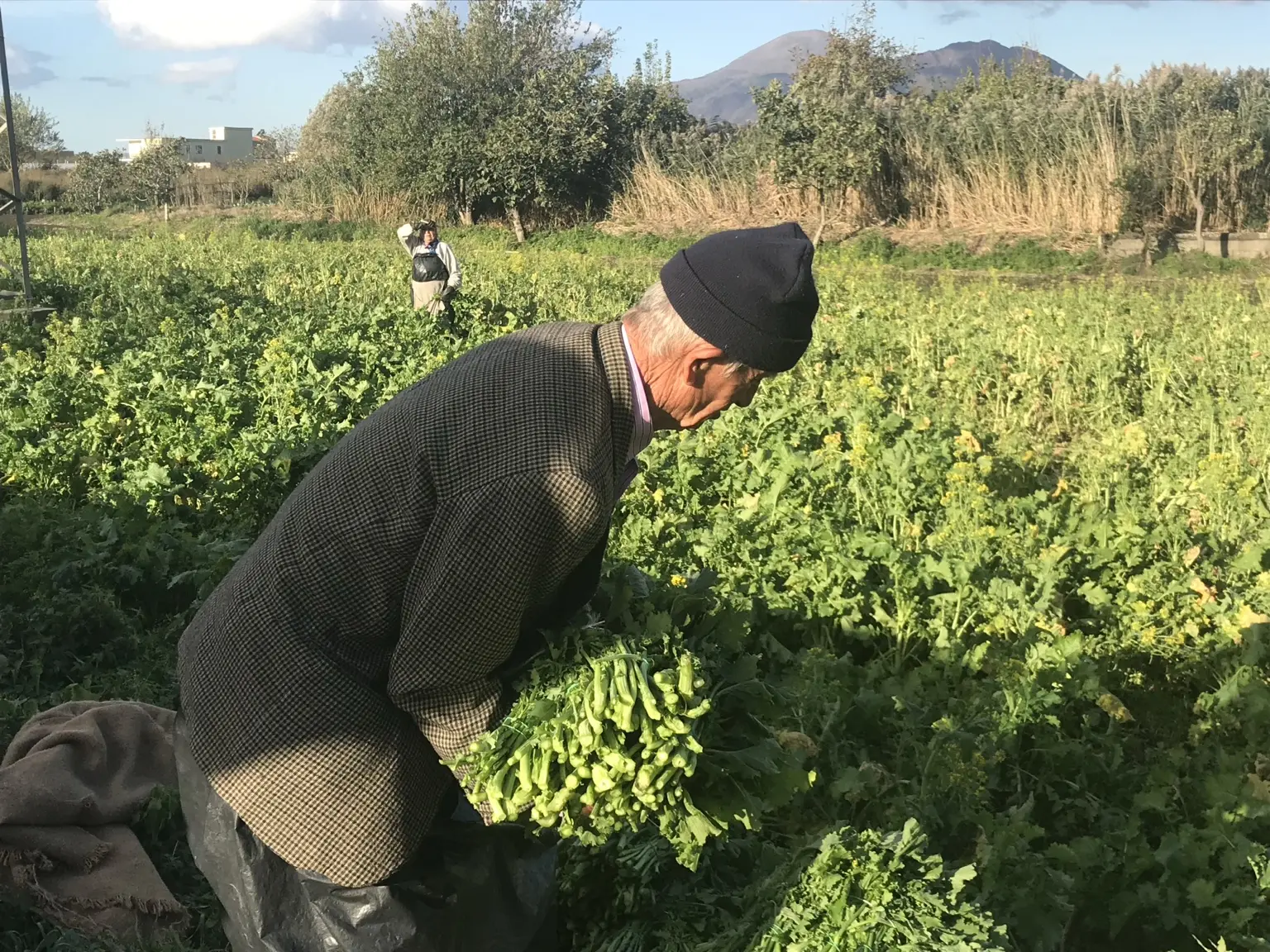 Un contadino raccoglie friarielli in un campo ai piedi del Vesuvio