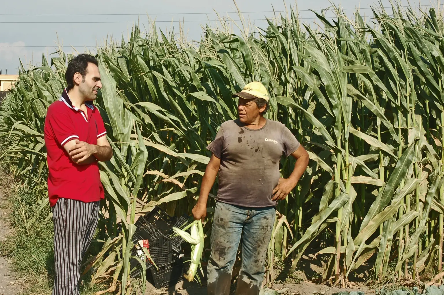 Pietro Parisi dialoga con un agricoltore in un campo di mais